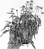 Echinacea%20hybrida%20%27Echgol243%27