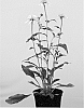 Echinacea%20purpurea%20%27Echcher298%27