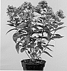 PHLOX%20PLANT%20NAMED%20%27APPOTWCE%27