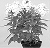 Phlox%20plant%20named%20%27APPOFAMWE%27