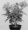PHLOX%20PLANT%20NAMED%20%27APPOFAMCER%27