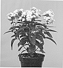 Phlox%20plant%20named%20%27APPOTWWH%27