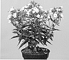 Phlox%20plant%20named%20%27APPOTTWH%27
