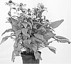 ECHINACEA%20PLANT%20NAMED%20%27APECSSIRED%27