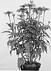 ECHINACEA%20PLANT%20NAMED%20%27APECSSIMA%27