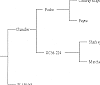 Juglans%20regia%20%27Durham%27
