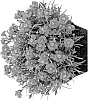Dianthus%20L.%20%27Hilesmay%27