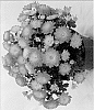 Chrysanthemum%20x%20morifolium%20%27Fidaysofla%27