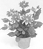 Dahlia%20sp.%20%27KLEDH15076%27