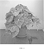 Begonia%20hybrid%20%27AUEMB%27