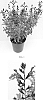 Salvia%20greggii%20%27Balmirbur%27