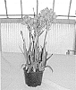 Ornithogalum%20plant%20named%20%27BCOR%20-09.001%27
