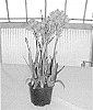 Ornithogalum%20plant%20named%20%27BCOR%20-09.001%27