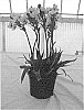 Ornithogalum%20plant%20named%20%27BCOR-09.002%27