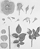 Rosa%20hybrida%20%27KORaroma06%27