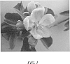 Malus%20domestica%20%27Howell%20TC2%27