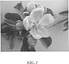 Malus%20domestica%20%27Howell%20TC2%27