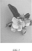Malus%20domestica%20%27Howell%20TC3%27