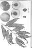Prunus%20persica%20%27Burpeachthirtyeight%27