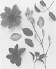 Clematis%20viticella%20%27Evipo058%27