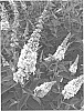 Buddleja%20sp.%20%27MISS%20PEARL%27