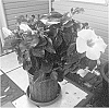 Hibiscus%20rosa-sinensis%20%27Langila%27