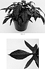 Ipomoea%20batatas%20%27Balspotack%27