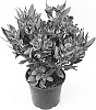 Alstroemeria%20hybrida%20%27Koncareply%27