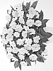 Impatiens%20hawkeri%20%27DHARWHITE%27
