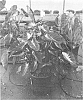 Colocasia%20esculenta%20%27Tropical%20Storm%27