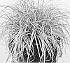 Carex%20oshimensis%20%27Everlite%27