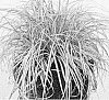 Carex%20oshimensis%20%27Everlite%27