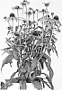 Echinacea%20purpurea%20%27Rainb299%27