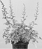 Heuchera%20x%20hybrida%20%27Gojiberry%27