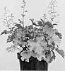 Heuchera%20x%20hybrida%20%27Boysenberry%27