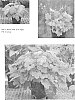 %20x%20Heucherella%20hybrid%20%27TNHERHHL%27
