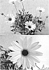 Arctotis%20plant%20named%20%60bonarc%201107%27