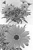 ARCTOTIS%20PLANT%20NAMED%20%27BONARC%201116%27