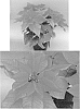 EUPHORBIA%20PLANT%20NAMED%20%27BONPRI%201049%27