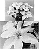 Euphorbia%20plant%20named%20%27Bonpri%20585%27