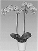 Phalaenopsis%20orchid%20plant%20named%20%27FUNKY%20LOVE%27