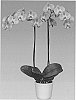 Phalaenopsis%20orchid%20plant%20named%20%27FUNKY%20LOVE%27