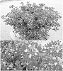 Scaevola%20plant%20named%20%27Bonsca%201219%27
