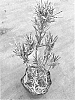 Podocarpus%20macrophyllus%20%27Miu%27