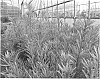 Podocarpus%20macrophyllus%20%27Sosa%27