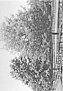 Quercus%20nuttallii%20%27CORLEY%27S%20FIRECRACKER%27