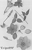 Clematis%20viticella%20%27Evipo050%27