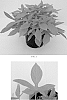 Ipomoea%20batatas%20%27Balspotime%27