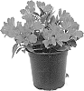 Alstroemeria%20hybrida%20%27Koncafire%27