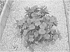 Impatiens%20x%20hybrida%20hort%20%27SAKIMP039%27